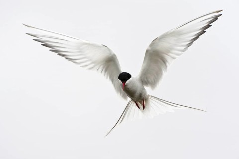 Arctic Tern (Sterna paradisaea) flying, Schleswig-Holstein, Germany