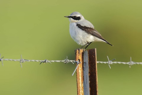 Northern Wheatear (Oenanthe oenanthe) male, Andalusia, Spain