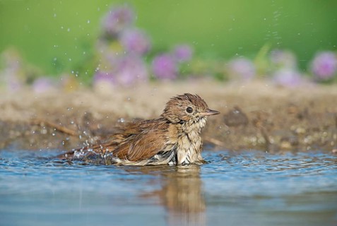 Common Nightingale (Luscinia megarhynchos) bathing in waterhole, Aosta Valley, Italy
