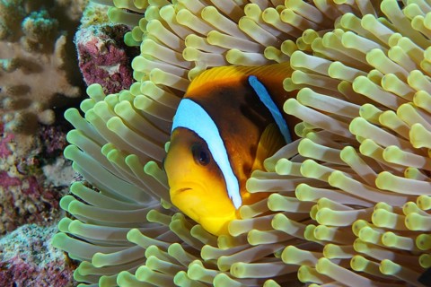 Red sea anemonefish (Amphiprion bicinctus)