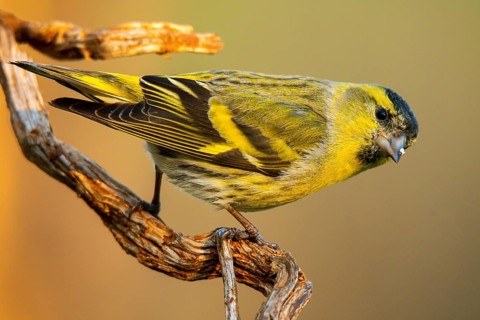 A detailed portrait of a Eurasian siskin, Spinus spinus, showing its vibrant yellow feathers and