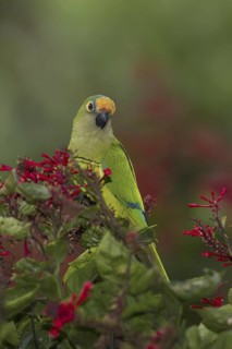 Peach-fronted Parakeet (Eupsittula aurea), Mato Grosso do Sul, Brazil