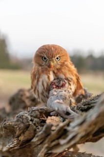 One East Brazilian pygmy owl (Glaucidium minutissimum), also known as least pygmy-owl or Sick's