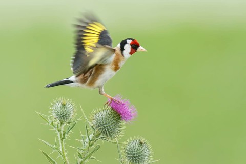European Goldfinch (Carduelis carduelis), Victoria, Australia