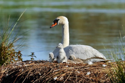 Mute swan (Cygnus olor) with chicks on the nest, North Rhine-Westphalia, Germany