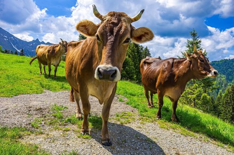 Braunvieh grazes on an alpine pasture in the Swiss Alps near Urnäsch and Schwägalp, Canton