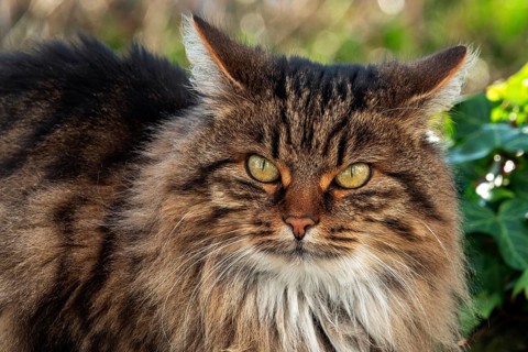 Cat, Norwegian forest cat, portrait, Baden-Württemberg, Germany