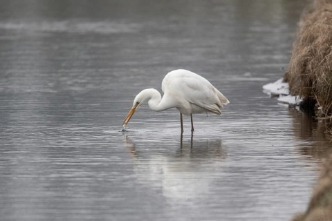 Great White Egret (Ardea alba), Emsland, Lower Saxony, Germany