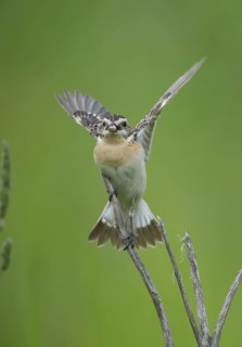 Whinchat (Saxicola rubetra), Czech Republic