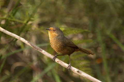 Pilotbird (Pycnoptilus floccosus), New South Wales, Australia
