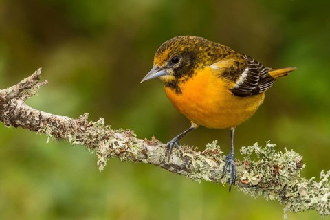 Baltimore Oriole (Icterus galbula) female perched on a branch, Texas, USA