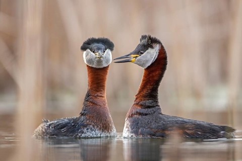 Red-necked Grebe (Podiceps grisegena) pair displaying, Saxony-Anhalt, Germany