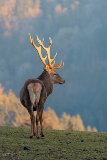 A red deer stag (Cervus elaphus) stands in a meadow in the low light of a winter's day. A forest