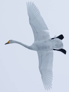 Whooper Swan (Cygnus cygnus) flying, Finland