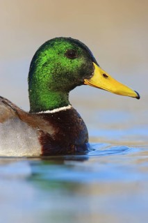 Mallard (Anas platyrhynchos) male, British Columbia, Canada