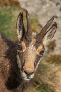 Chamois (Rupicapra rupicapra) during the spring moult. Hohneck, Vosges, Alsace, France