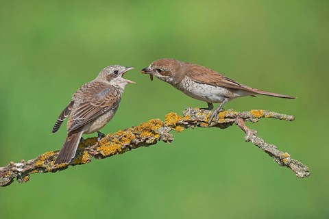 Red-backed Shrike (Lanius collurio) female feeding young, Aosta Valley, Italy