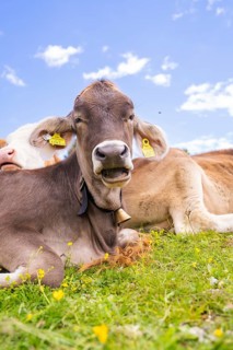Cows lying on a sunny meadow and enjoying the peace and quiet in an alpine setting under a blue