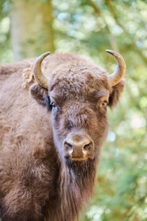 European bison (Bison bonasus) portrait in a forest in spring, Bavarian Forest, Germany
