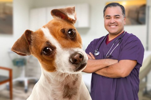 Portrait of an Adorable Jack Russell Terrier In Office With Male Hispanic Veterinarian Behind