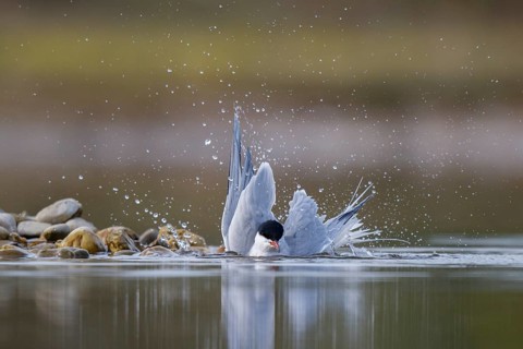 Common Tern (Sterna hirundo) bathing, North Rhine-Westphalia, Germany