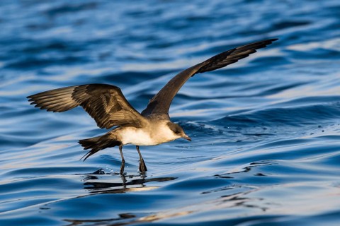 Parasitic Jaeger (Stercorarius parasiticus) flying, Eilat, Israel