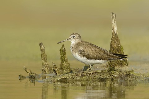 Solitary Sandpiper (Tringa solitaria), Texas, USA