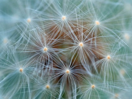 Common dandelion, (Taraxacum officinale, araxacum sect. Ruderalia, Asteraceae), composite flower,