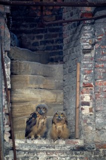Eurasian eagle-owl (Bubo bubo), young birds after leaving the nest, in an old industrial building,