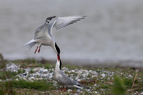 Common Tern (Sterna hirundo), Texel, Netherlands