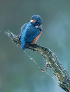 Kingfisher (Alcedo atthis) sitting on an old branch, perch and looking for prey, Lower Saxony,