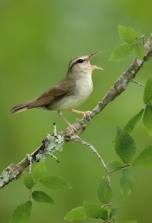 Swainson's Warbler (Limnothlypis swainsonii) singing, Texas, USA