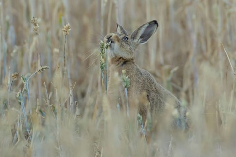 European brown hare (Lepus europaeus) adult animal feeding on a wheat sheath in a farmland field in