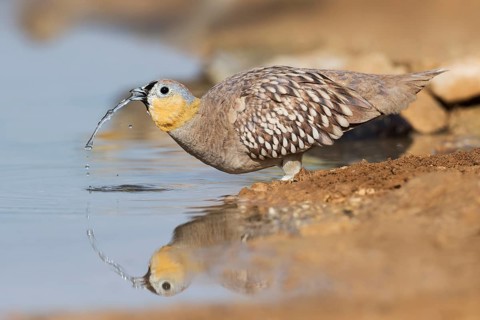 Crowned Sandgrouse (Pterocles coronatus) male drinking, Negev, Israel