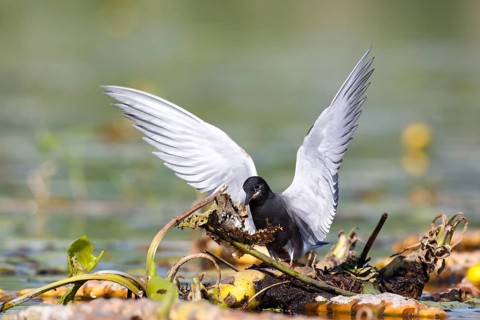 Black Tern (Chlidonias niger) building its nest, Mecklenburg-Western Pomerania, Germany