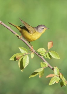 Nashville Warbler (Leiothlypis ruficapilla) perched on a branch, Texas, USA