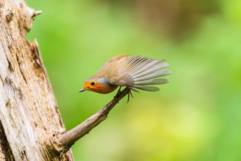 European robin (Erithacus rubecula) sitting on an old wooden branch, Bavaria, Germany