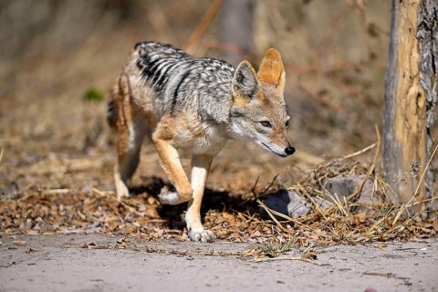 Black-backed jackal (Lupulella mesomelas), Nxai Pan National Park, near Gweta, Central District,