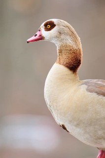 Egyptian goose (Alopochen aegyptiaca), portrait, detail, Bavaria, Germany Europe