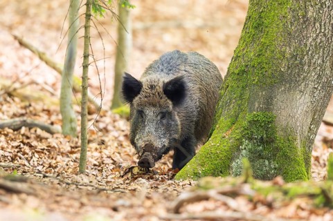 Wild boar (Sus scrofa) standing in a forest, Bavaria, Germany