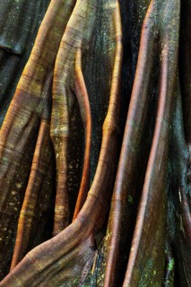 Root of a fig tree (Ficus), tropical rainforest, Osa Peninsula, Puentarenas, Costa Rica