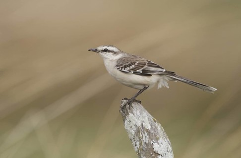 Chalk-browed Mockingbird (Mimus saturninus), Corrientes, Argentina