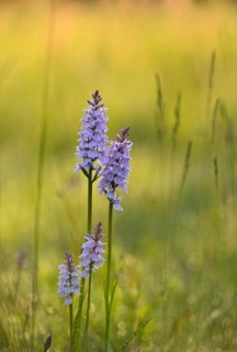 Moorland spotted orchid (Dactylorhiza maculata), flowering wild orchid, Lower Rhine, North