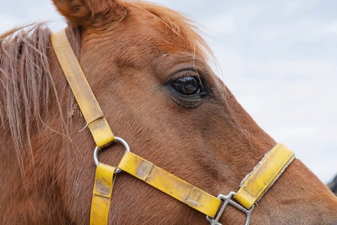 A detailed close-up of a brown horse's head wearing a vibrant yellow halter. Captured on a sunny