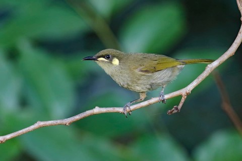 Yellow-spotted Honeyeater (Meliphaga notata), Queensland, Australia
