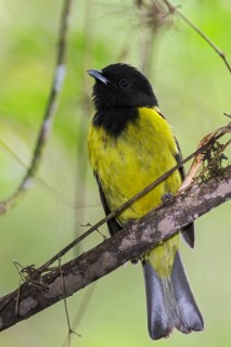Hooded Berryeater (Carpornis cucullata) perched on a branch in the Atlantic rainforest of southeast