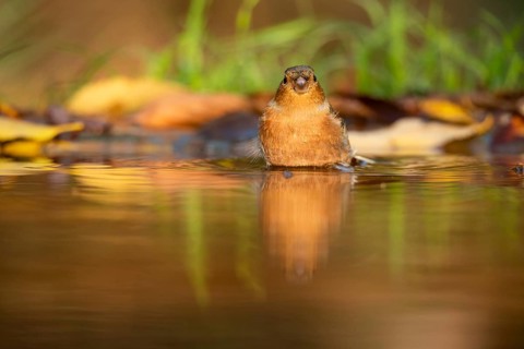 A small chaffinch enjoys the calm waters of a shallow pond surrounded by autumn foliage, reflecting