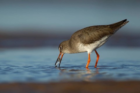 Common redshank (Tringa totanus) adult wading bird feeding in a shallow lagoon, RSPB Titchwell