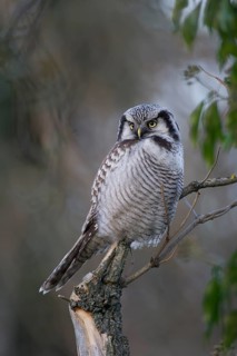 Northern Hawk-Owl (Surnia ulula), Saxony, Germany