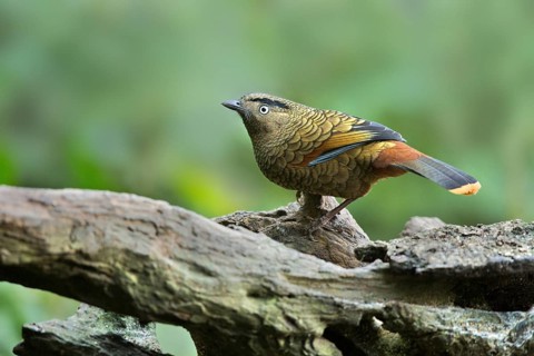 Blue-winged Laughingthrush (Trochalopteron squamatum), Yunnan, China
